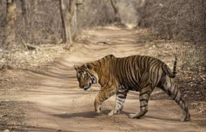Ranthambore Wildlife Safari